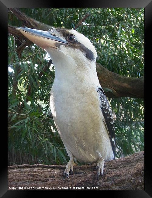 kookaburra sits in an old gum tree Framed Print by Sean Foreman