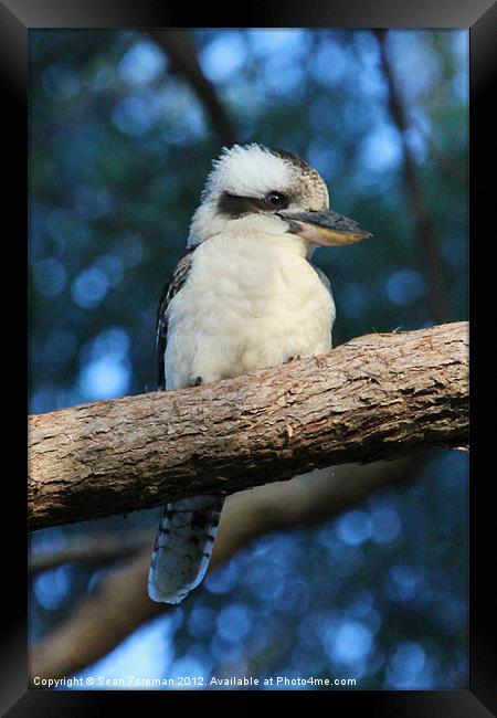 Kookaburra Framed Print by Sean Foreman