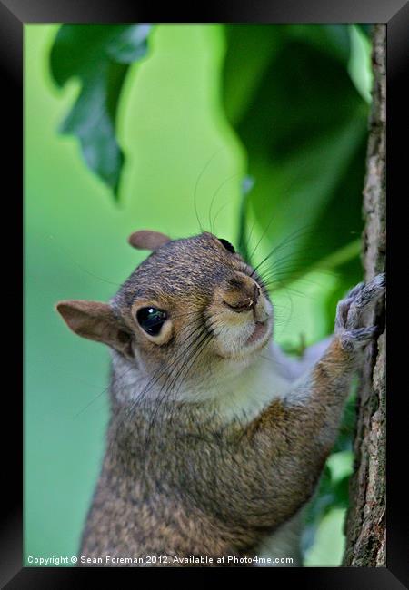 Inquisitive Squirrel Framed Print by Sean Foreman
