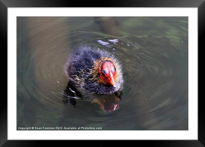 The Ugly Ducking Framed Mounted Print by Sean Foreman