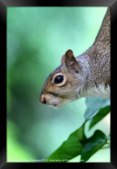 Inquisitive Squirrel 2 Framed Print by Sean Foreman