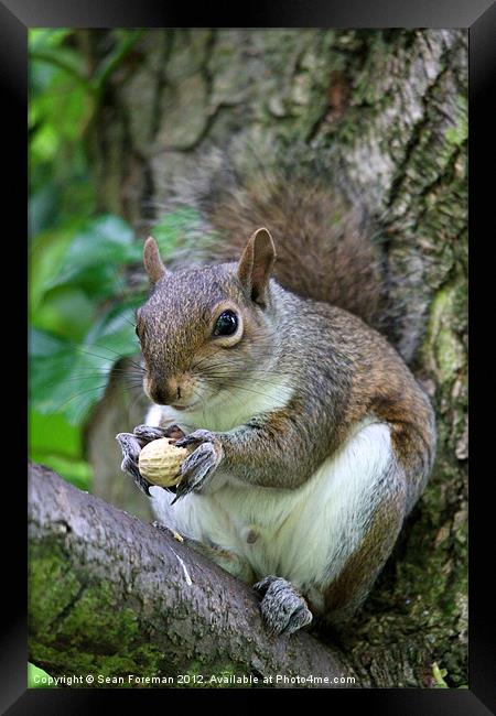 Grey Squirrel Framed Print by Sean Foreman