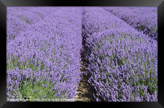 Lavender Fields Framed Print by Sean Foreman
