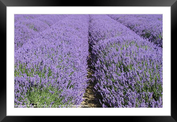 Lavender Fields Framed Mounted Print by Sean Foreman