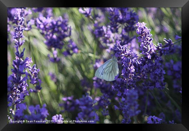 Butterfly on Lavender Framed Print by Sean Foreman