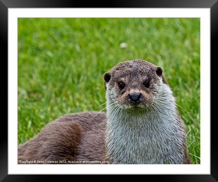 European Otter (Lutra lutra) Framed Mounted Print by Sean Foreman