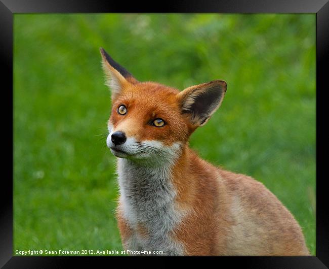 Red Fox (Vulpes Vulpes) Framed Print by Sean Foreman