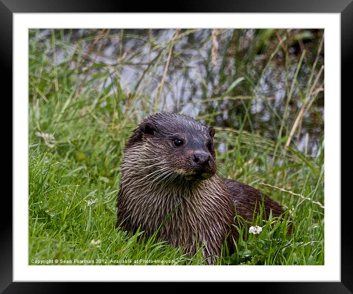 European Otter (Lutra Lutra) Framed Mounted Print by Sean Foreman
