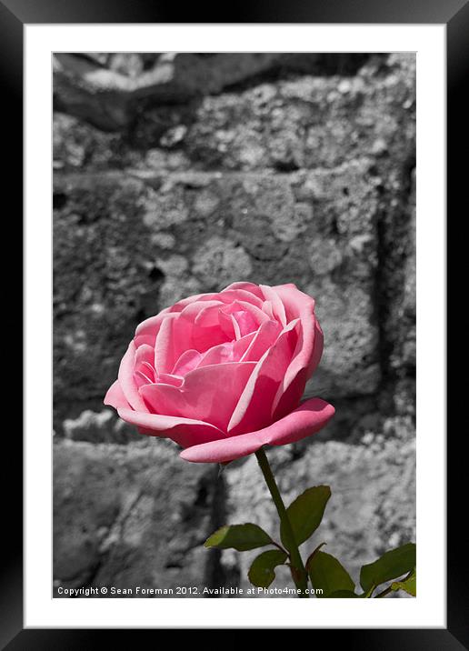 Pink Rose Framed Mounted Print by Sean Foreman