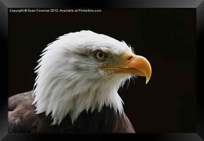 Bald Eagle Haliaeetus leucocephalus Framed Print by Sean Foreman