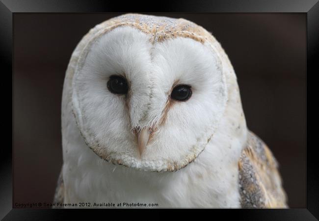 Barn Owl Tyto alba Framed Print by Sean Foreman