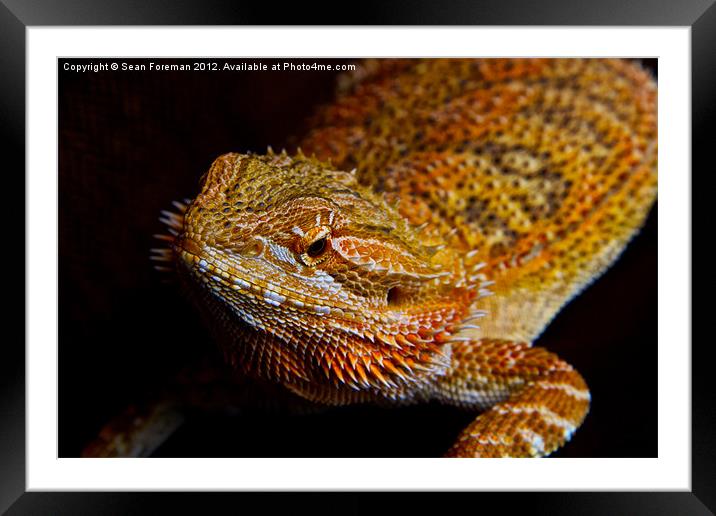 Bearded Dragon Framed Mounted Print by Sean Foreman