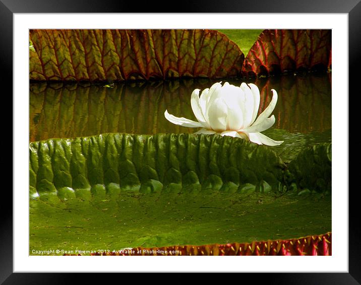 Giant Water Lilies Framed Mounted Print by Sean Foreman