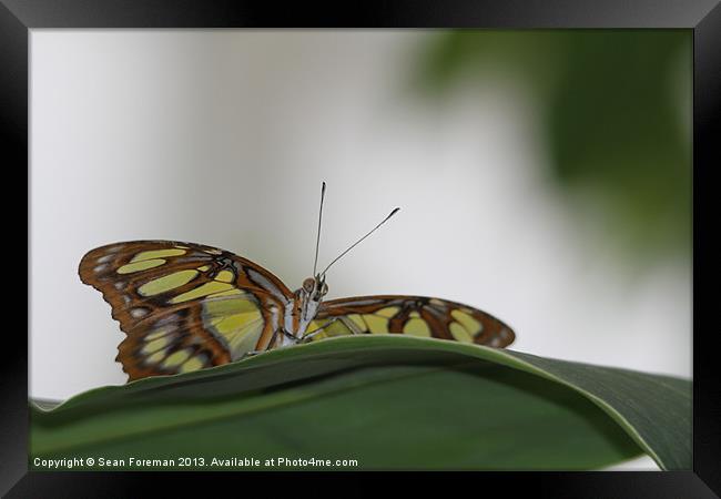 Butterfly Framed Print by Sean Foreman