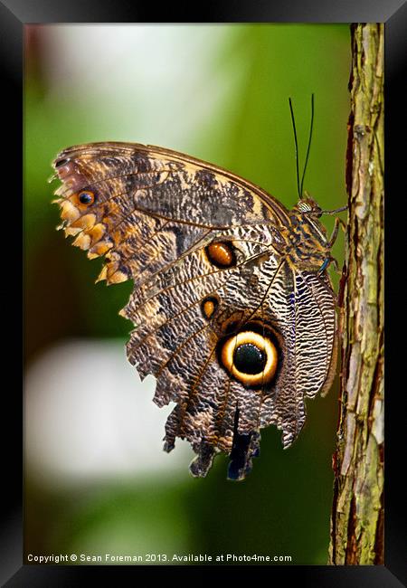 Butterfly Framed Print by Sean Foreman