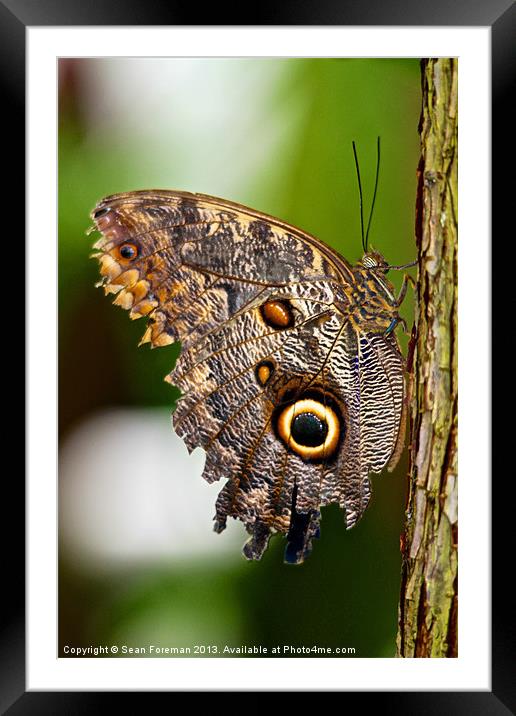 Butterfly Framed Mounted Print by Sean Foreman