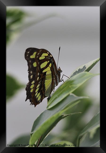 Butterfly Framed Print by Sean Foreman