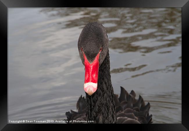 Black Swan Framed Print by Sean Foreman