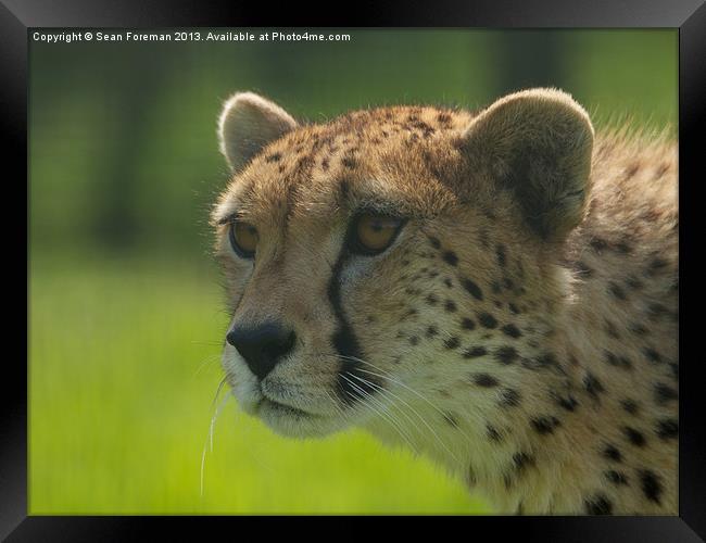 Cheetah Framed Print by Sean Foreman