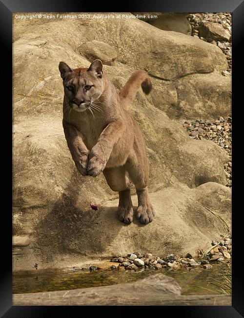 Leap of the Puma Framed Print by Sean Foreman