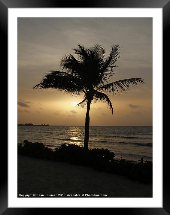 Coconut Palm at Sunrise Framed Mounted Print by Sean Foreman