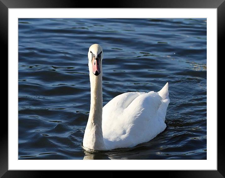 Swan Framed Mounted Print by Sean Foreman