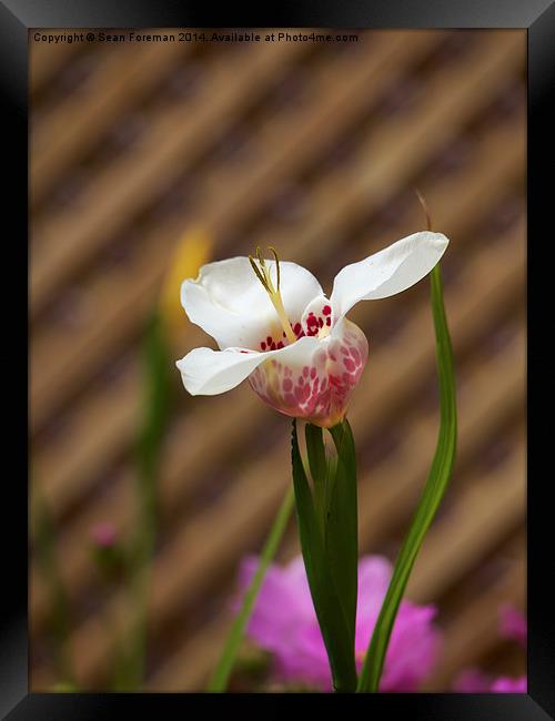  Tiger Lily Framed Print by Sean Foreman