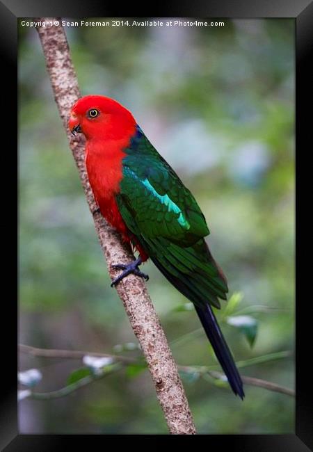  King Parrot Framed Print by Sean Foreman