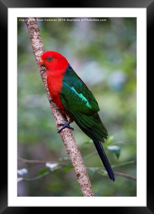  King Parrot Framed Mounted Print by Sean Foreman