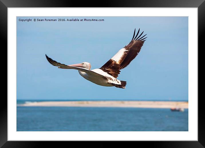 Pelican Framed Mounted Print by Sean Foreman