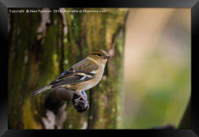 Delicate Female Chaffinch Framed Print by Sean Foreman