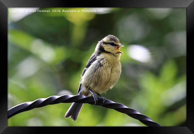 Baby Blue Tit Framed Print by Sean Foreman