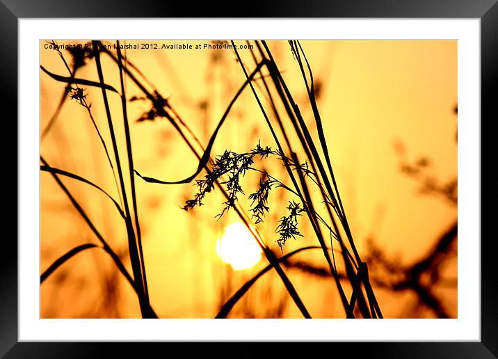 Golden Sunset Framed Mounted Print by Praveen Marshal