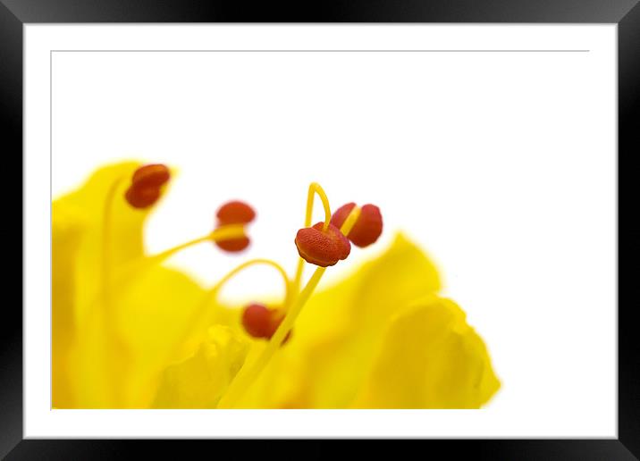 Four OClock Flower Framed Mounted Print by Praveen Marshal