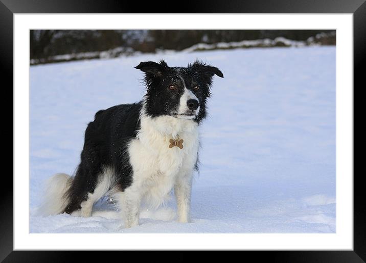 Border Collie in the Snow Framed Mounted Print by Karen Roscoe