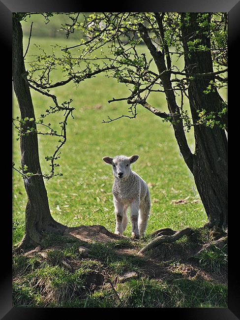 Lamb Framed Print by Karen Roscoe