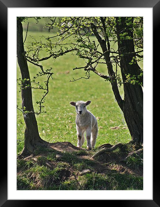Lamb Framed Mounted Print by Karen Roscoe