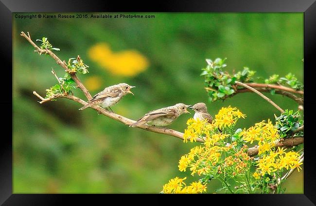  Spotted Flycatcher feeds her young Framed Print by Karen Roscoe