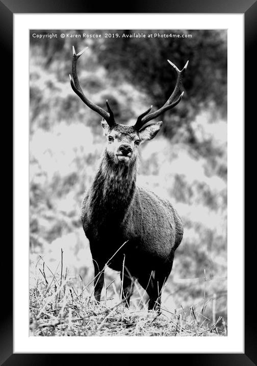 Red Stag Framed Mounted Print by Karen Roscoe