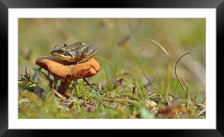  Fungi Frog Framed Mounted Print by Eric Watson