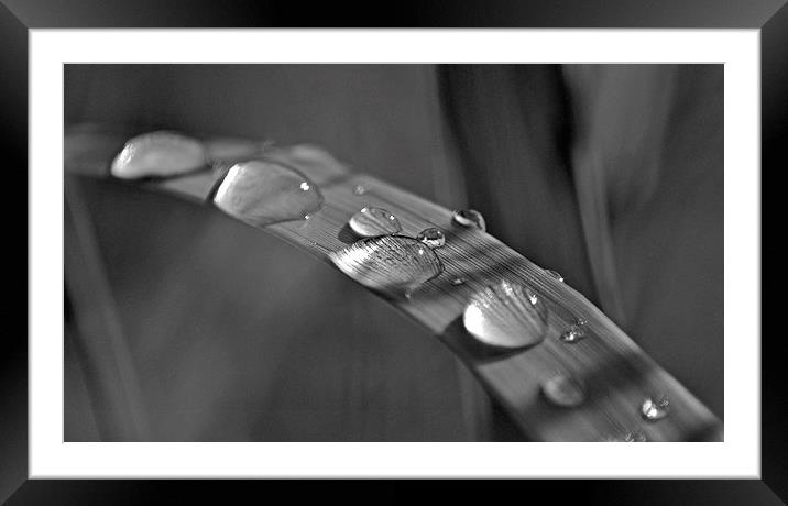  Raindrops on Grass Framed Mounted Print by Eric Watson