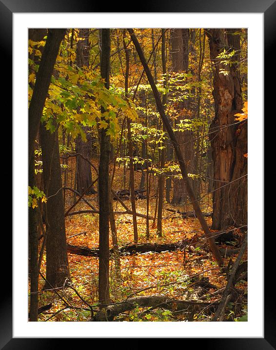 Golden Glow Framed Mounted Print by Connie Bunke