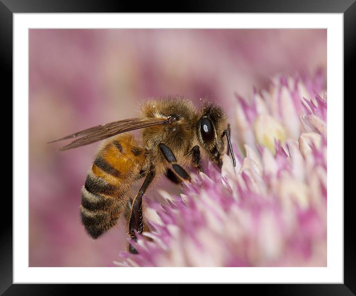 Summer Bee Framed Mounted Print by Paul Ready