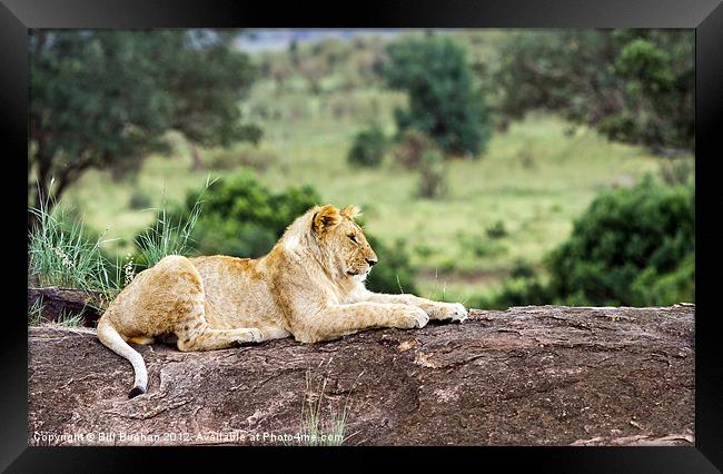 Masai Mara Lion Framed Print by Bill Buchan