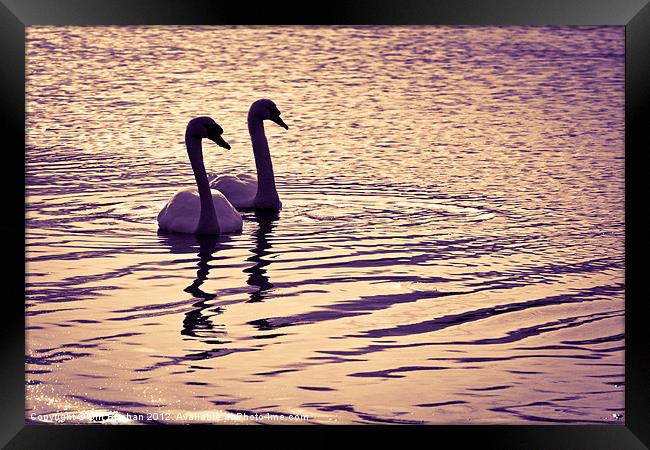 Ugie Sunset Swans Framed Print by Bill Buchan