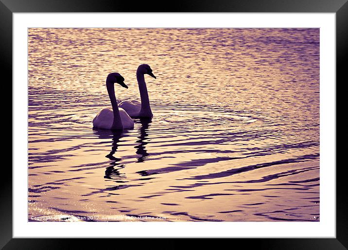 Ugie Sunset Swans Framed Mounted Print by Bill Buchan