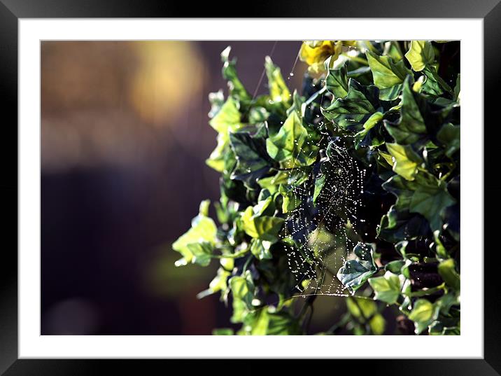 cobweb on vine Framed Mounted Print by david harding