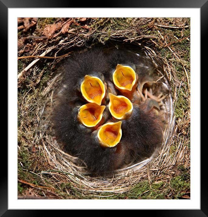 chicks in nest Framed Mounted Print by david harding