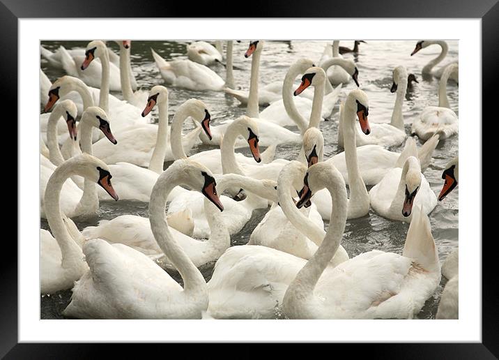 swans Framed Mounted Print by david harding