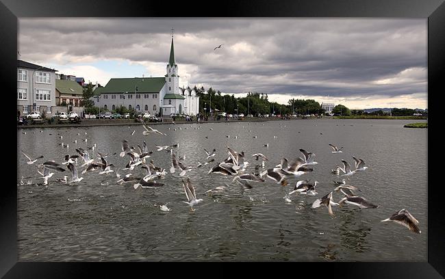 Reykjavik lake with gulls Framed Print by david harding